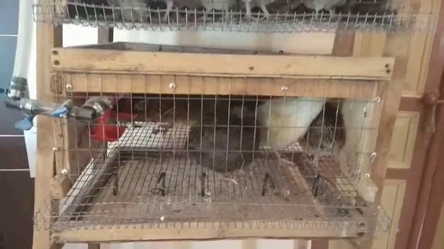 Перепела, автономное содержание смотреть онлайн