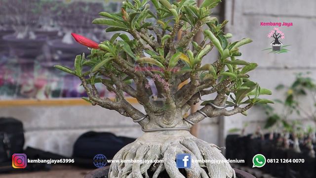 NYESEL PUNYA ADENIUM KAYA GINI ??? | JUAL ADENIUM BUNGA TUMPUK... смотреть онлайн