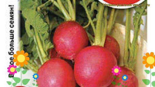 Редис Чемпион (Редис). Краткий обзор, описание характеристик, где купить семена raphanus sativus смотреть онлайн