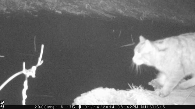 Wild cat/ Pisică sălbatică/ Vadmacska (Felis silvestris) смотреть онлайн