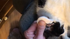 Кот диабетик. Как измерить Коту уровень сахара. Измерение уровня сахара в коте.