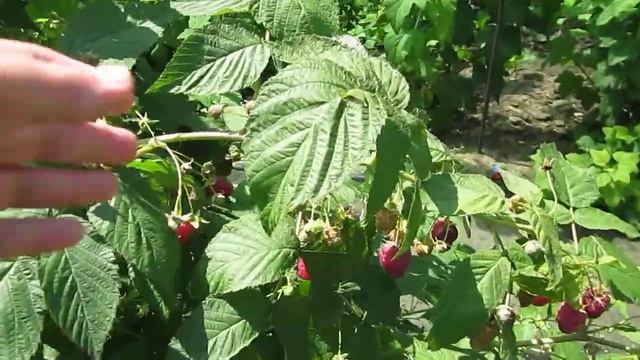 Малина сорта Красная Гвардия смотреть онлайн