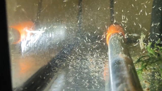 Уксусная угрица культура. кормим малька