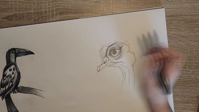 HOW TO DRAW AN OSTRICH!!!КАК НАРИСОВАТЬ СТРАУСА!!! смотреть онлайн