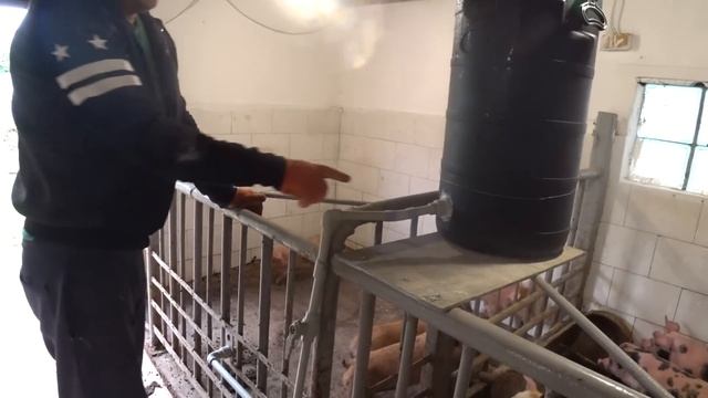ПРОДАЮТСЯ ПОРОСЯТА, ДЮРОК ЧИСТОКРОВНЫЙ. смотреть онлайн