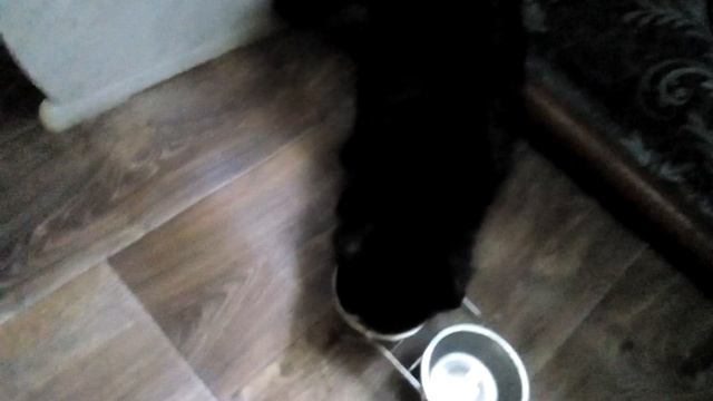 Всемирный день КОШЕК. С праздником ДРУЗЬЯ !!!! смотреть онлайн