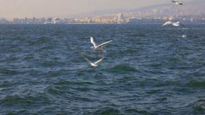 Море чайки ✨