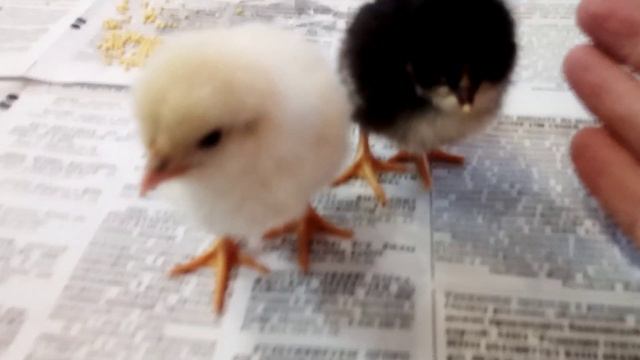 У нас пополнение в куриной семье смотреть онлайн