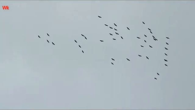 Летят журавли 2 (нем. Kräne fliegen) (анг. Cranes are Flying) (фр. Les grues volent) смотреть онлайн