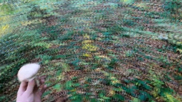 Охота на косулю 2021