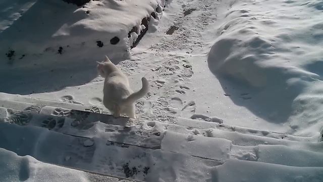 Cat hates cold смотреть онлайн