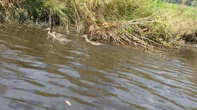 Mini bushcrafter is back and its kayak time!! Made with Clipchamp смотреть онлайн