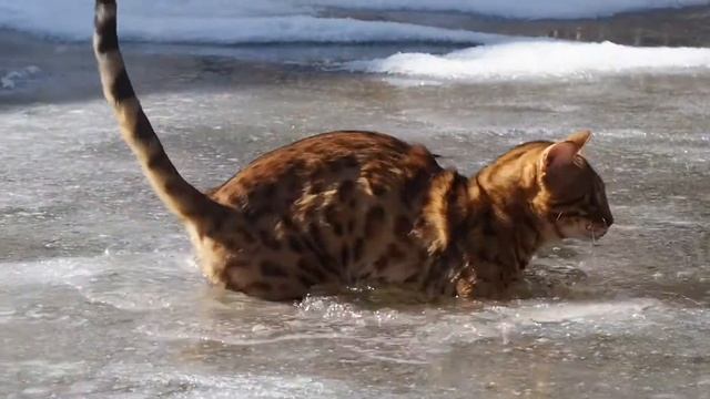 Мир дикой природы Бенгал Ричард смотреть онлайн