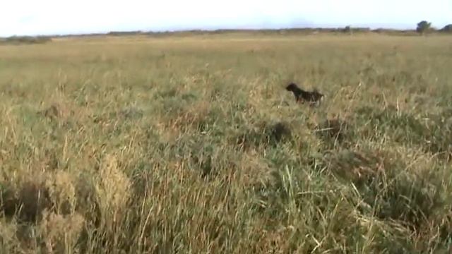 2011 09 17 Ополь Куропатки смотреть онлайн