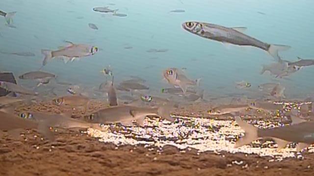 Елец смотреть онлайн