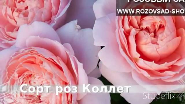 Саженцы роз сорт "Колет" - Шрабы смотреть онлайн