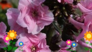 Флокс метельчатый Зенобиа (Zenobia). Краткий обзор, описание характеристик, где купить саженцы