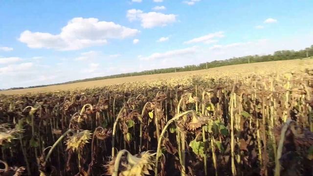 Открытие охоты 2020г. Охота на голубя с шотландским сеттером... смотреть онлайн