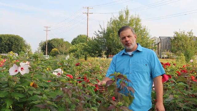 Hardy hibiscus (Hibiscus x moscheutos) - Plant Identification смотреть онлайн