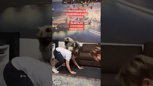 #зарядка #кеесхонд #разминка #keeshond #фитнес #dog #funny #тренировка #animal смотреть онлайн