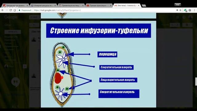 Биология 7 класс 18-20 неделя Класс Жгутиконосцы. Тип Инфузории смотреть онлайн