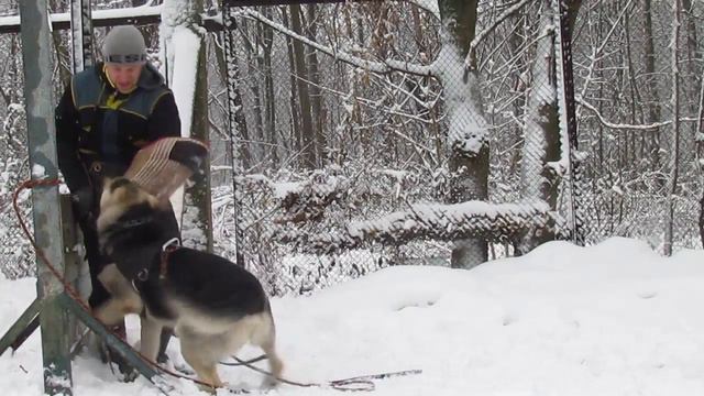 Антарес Солярис Беркут смотреть онлайн