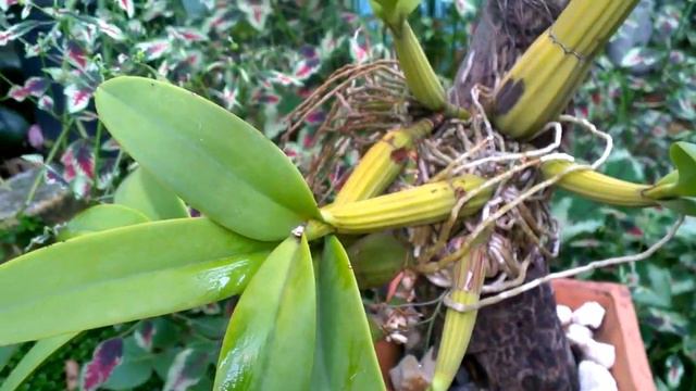 ОРХИДЕЯ ШОМБУРГКИЯ #Schomburgkia Orchid. Продолжает меня изводить! #Доминикана. смотреть онлайн
