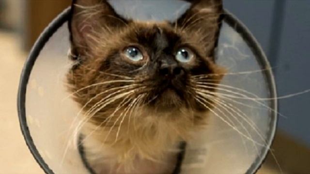 Кот несколько дней просидел в ведре. Заглянув туда, люди испугались! смотреть онлайн