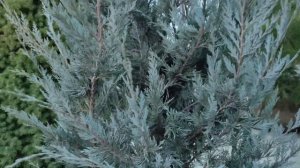 обзор на Можжевельник скальный Мунглоу (Juniperus scopulorum Moonglow) посадка и уход