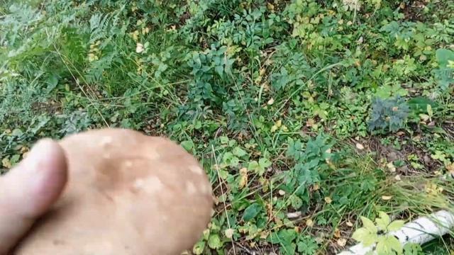 Тихая охота. начало сезона грибов. смотреть онлайн