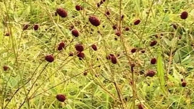 ワレモコウ/Sanguisorba officinalis 02_2003 смотреть онлайн
