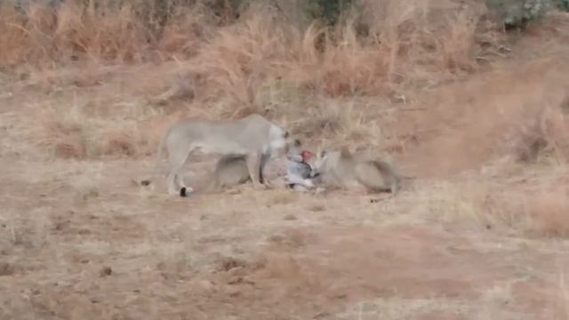 Pilanesberg National Park смотреть онлайн