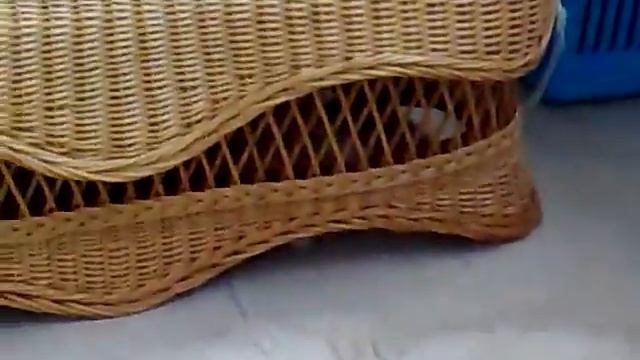 Котята-метисы (мейн-кун и норвежская лесная) (часть 2) смотреть онлайн