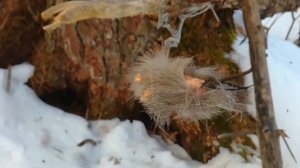 Промысловая охота у подножия Сихотэ-Алиня. ЗАКРЫТИЕ ОХОТНИЧЬЕГО СЕЗОНА.