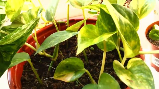 РАСТЕНИЯ В МОЕЙ КОМНАТЕ. МАРАНТОВЫЕ, СЦИНДАПСУСЫ И ДРУГИЕ смотреть онлайн