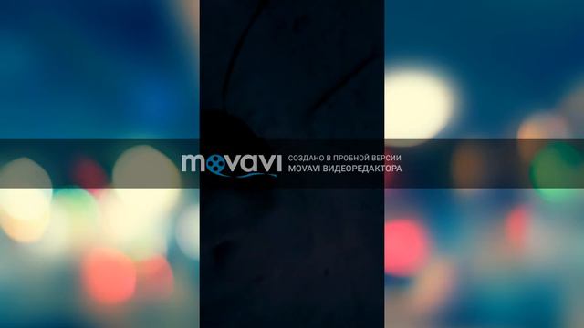 НОВОЕ ВИДЕО|Йоркширские терьеры Рулят смотреть онлайн