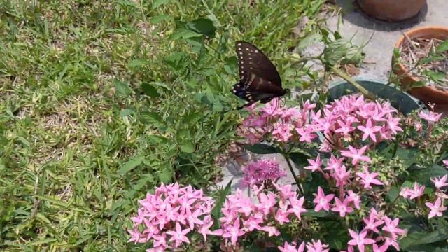 Butterfly In Pentas Flowers