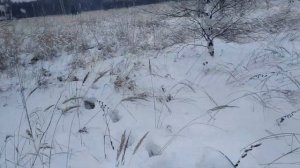 Первая охота в 2021 году на мотобуксировщике толкаче Ураган Промысловик - ЗАЙЦЫ и ЛОСИ умотали