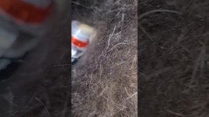 окра или овод у коров