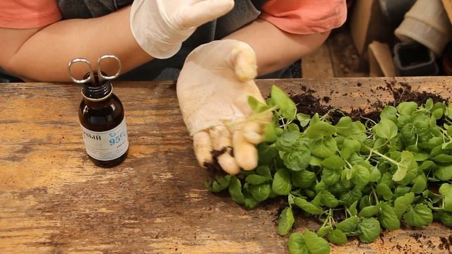 Мой способ-Как и когда Пикировать сеянцы АГЕРАТУМА?