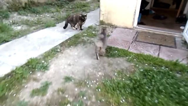 Горпищенко-кошка перелом бедра. смотреть онлайн