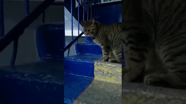 Котенок ?а звук издает как касатка? смотреть онлайн