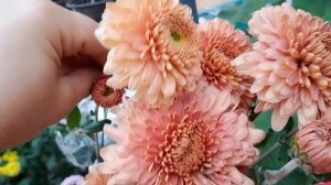 СОРТА ХРИЗАНТЕМ ЗИМОСТОЙКИХ СОРТОВ НА ВЕСНУ 2024. ПРИГЛАШАЮ ПОЛЮБОВАТЬСЯ КРАСОТОЙ МОЕЙ ХРИЗАНТЕМЫ.