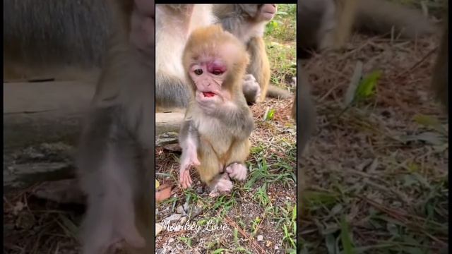 Poor Baby Monkey Lose Mom Crying Loudly Hungry Food, Giving Food To Poor Baby Monkey Moment Videos смотреть онлайн