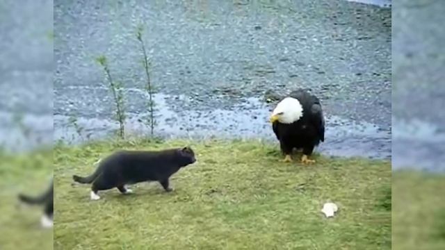 FEARLESS CATS ? Badass Cats (Part 4) [Funny Pets] смотреть онлайн