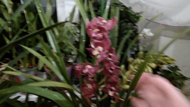 Цимбидиум. Успешный способ цветения. Часть2 смотреть онлайн