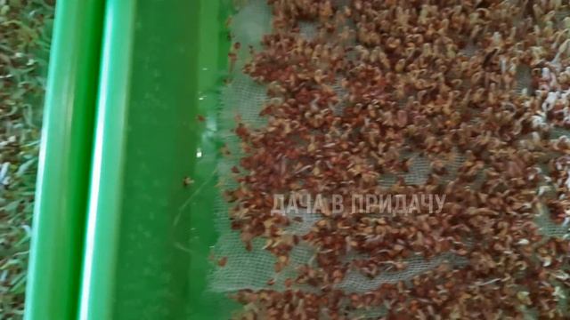 Выращиваем микрозелень в домашних условиях, без земли - быстро и легко. Мой огород на окне. смотреть онлайн