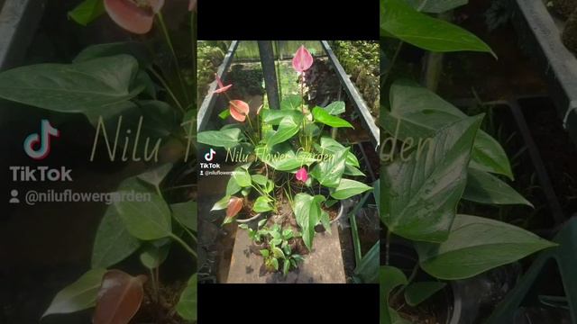 Anthurium Plants 👉 12 Rs 2000