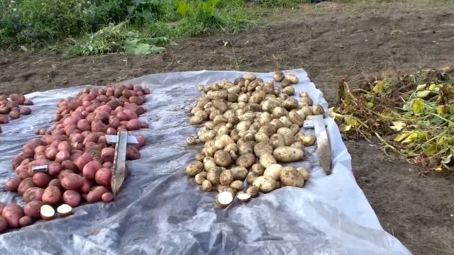 Уборка картофеля смотреть онлайн