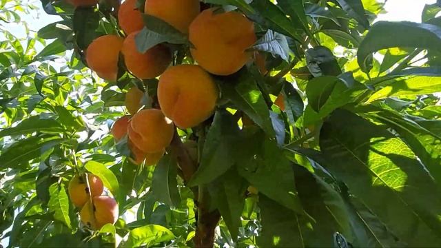 Сорт персика 